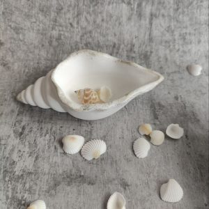 Coastal Wave Shell Trinket Dish
